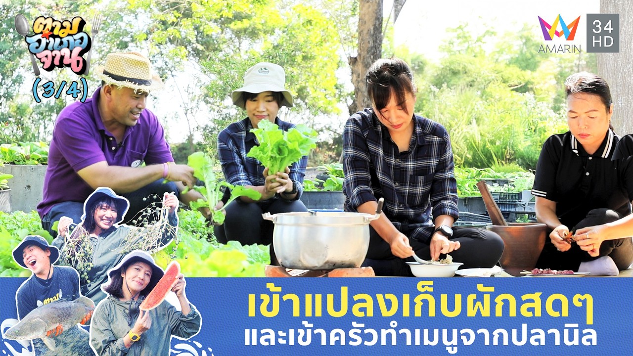 เข้าแปลงเก็บผักและเข้าครัวทำจานเด็ดจากปลานิล | ตามอำเภอจาน | 17 ก.พ. 69 (3/4)