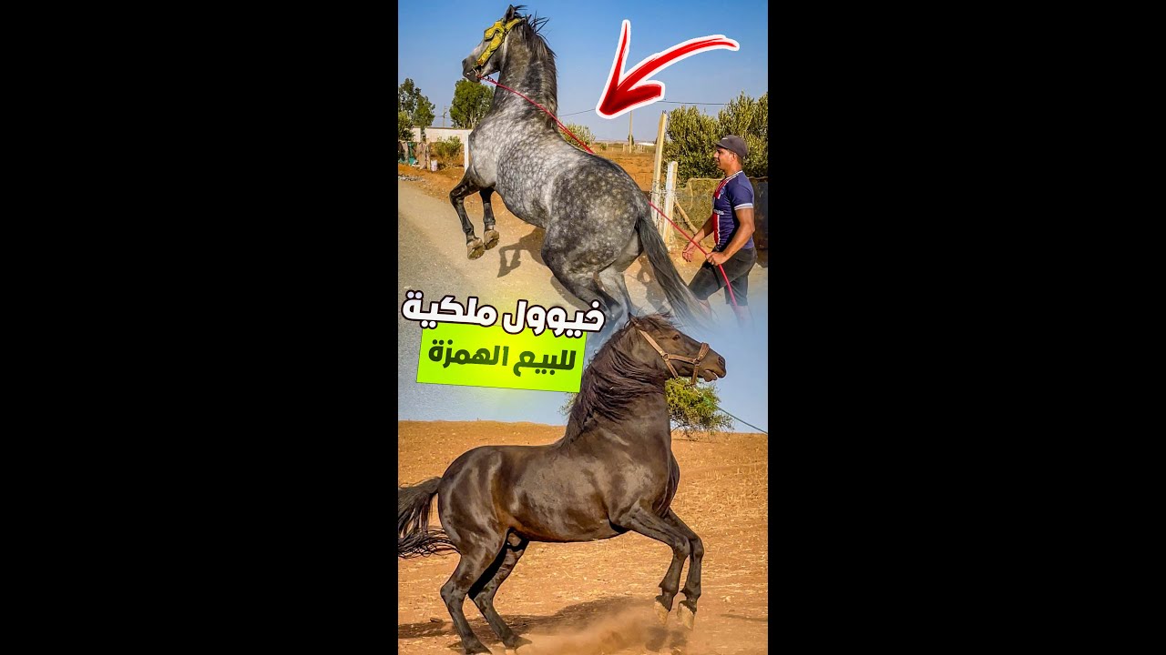 🚨خـيوول مـلكية للـبيع الهمزة 😍 خيول عمرها شافت سـوق ☎️ 0635359586