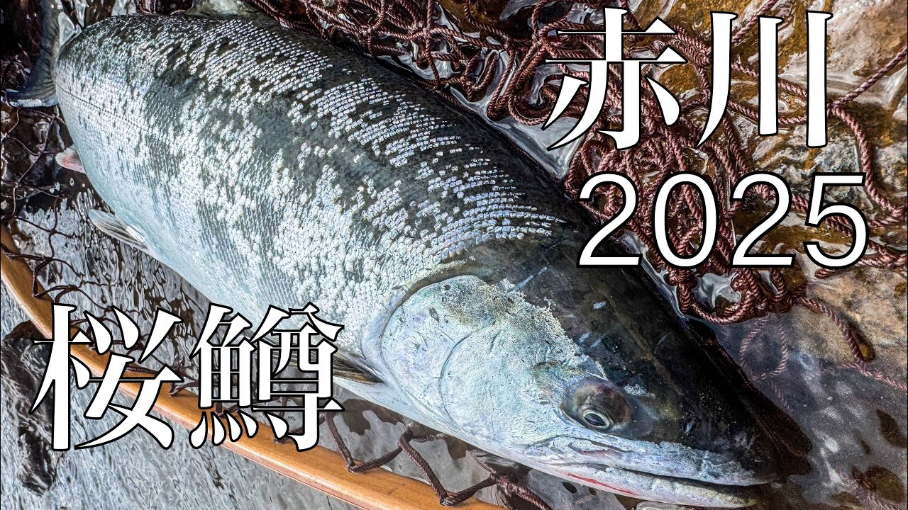 【サクラマス】【赤川】流行りのあれで釣ります 2025年3月 東北遠征その参