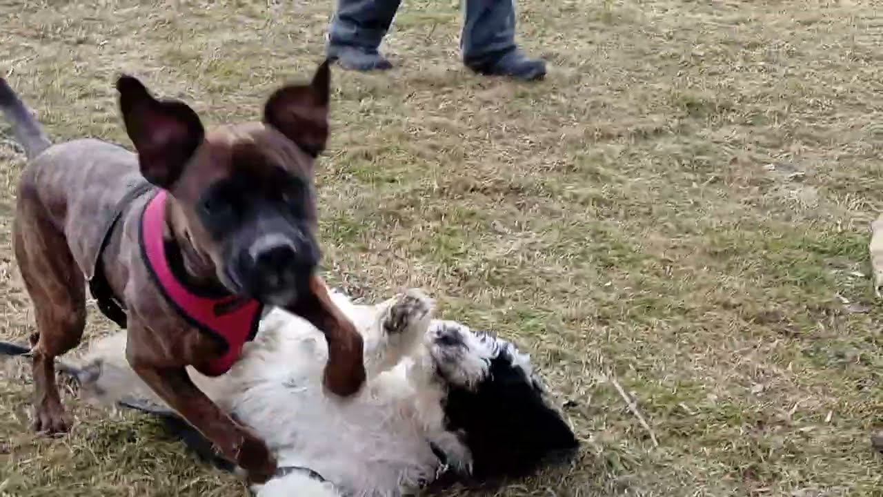 Adorable 2 puppies playing #love #bff #puppy Toronto Canada featuring Zsa Zsa Gabor 