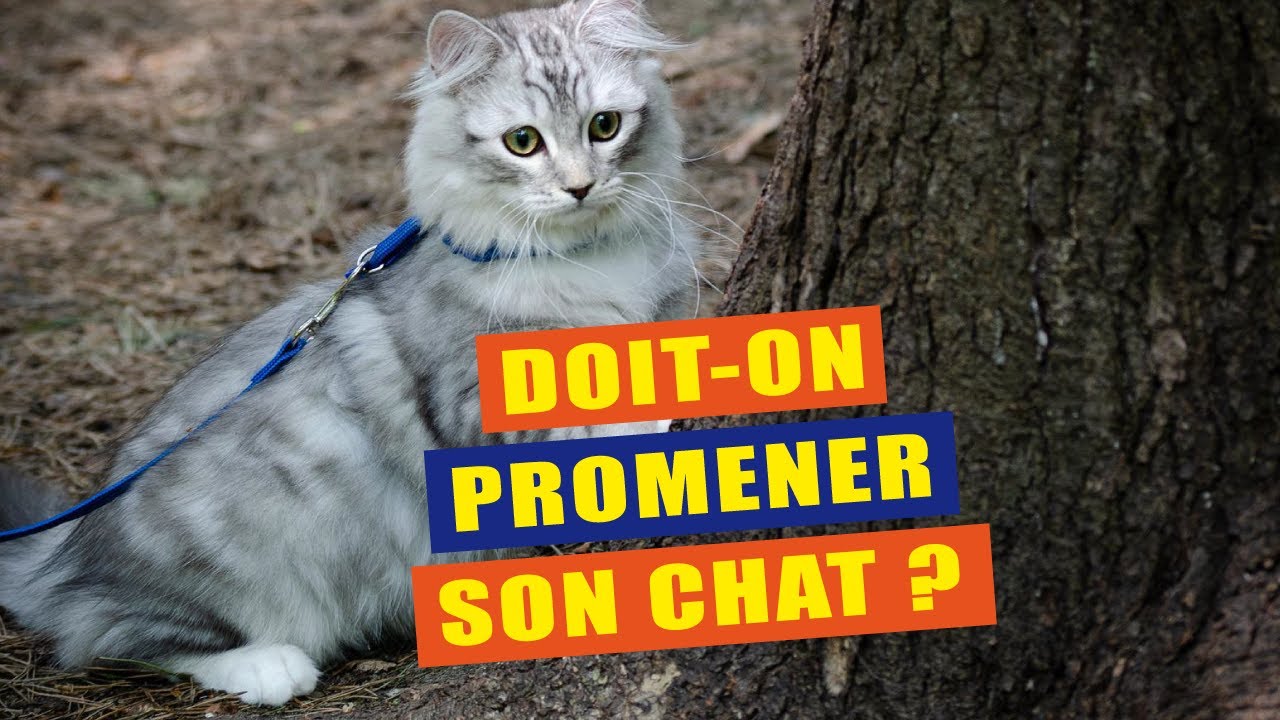 Doit-on promener son chat ?