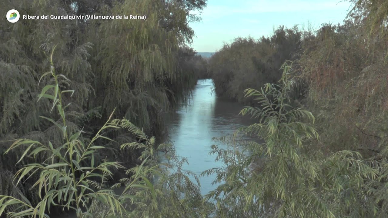 Ribera del Guadalquivir (Villanueva de la Reina)