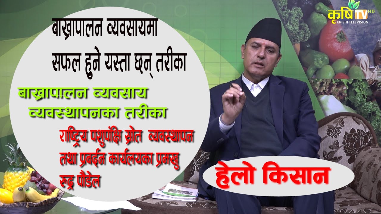 नेपालमा बाख्रा पालन कसरी गर्ने ।। how to start goat farming in nepal ||Krishi TV HD