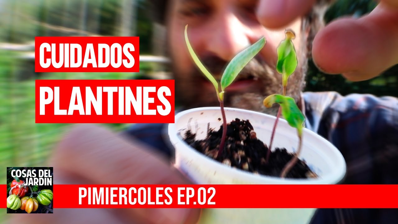 Qué hacer para que tus plantines crezcan a full? #PIMIERCOLES Ep.2