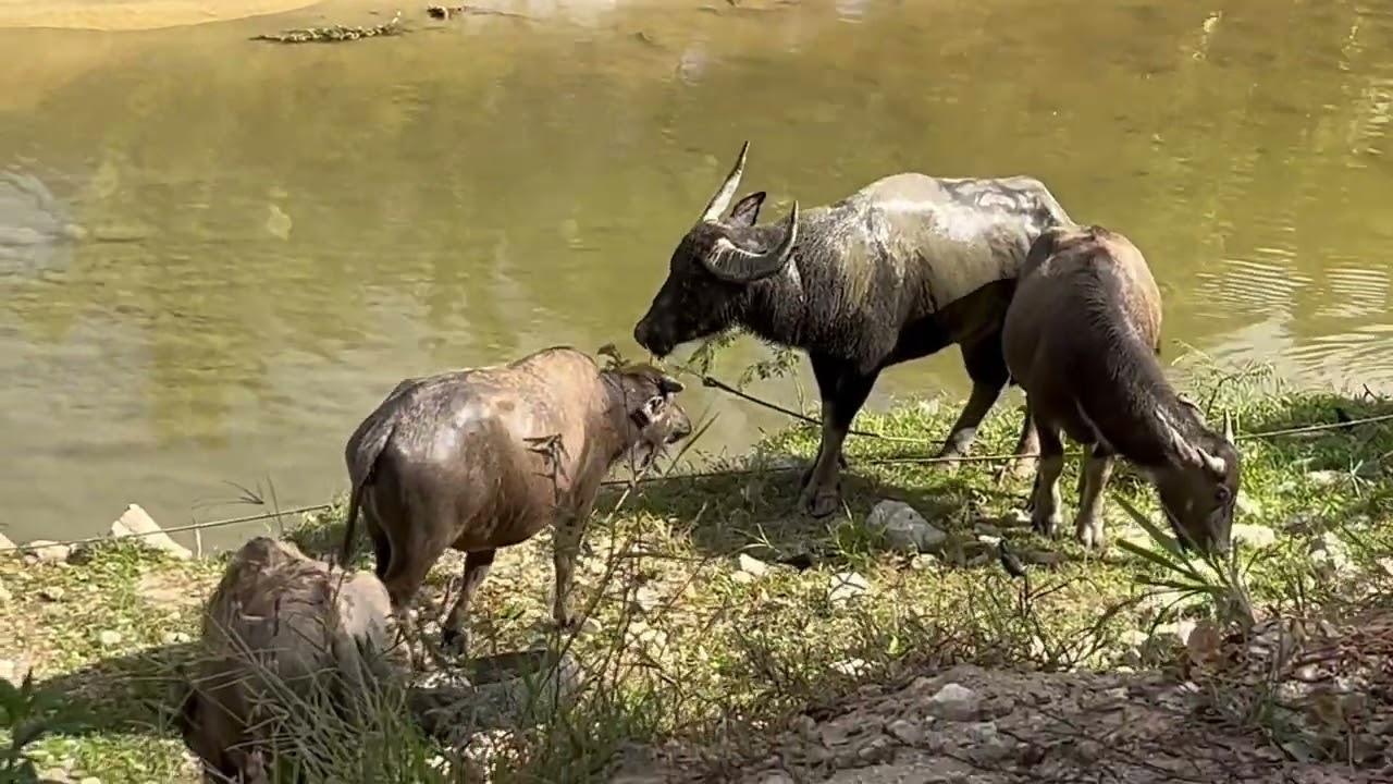 ย้อนวัยย้อนอดีตภาพบรรยากาศดีดียามเช้าตัวเมืองระนอง🐃🐃🐃#เอ็มสีนวนแมวจร 