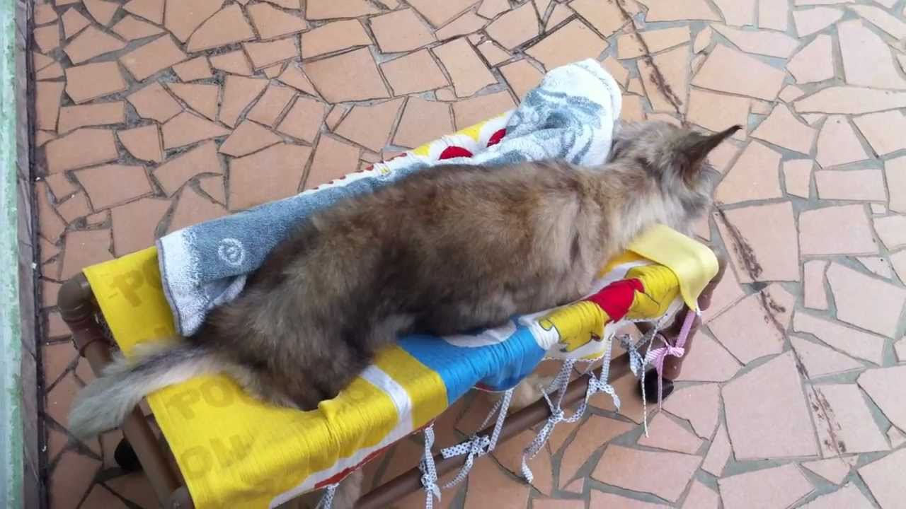 Andador para Cachorro com Problemas de Locomoção