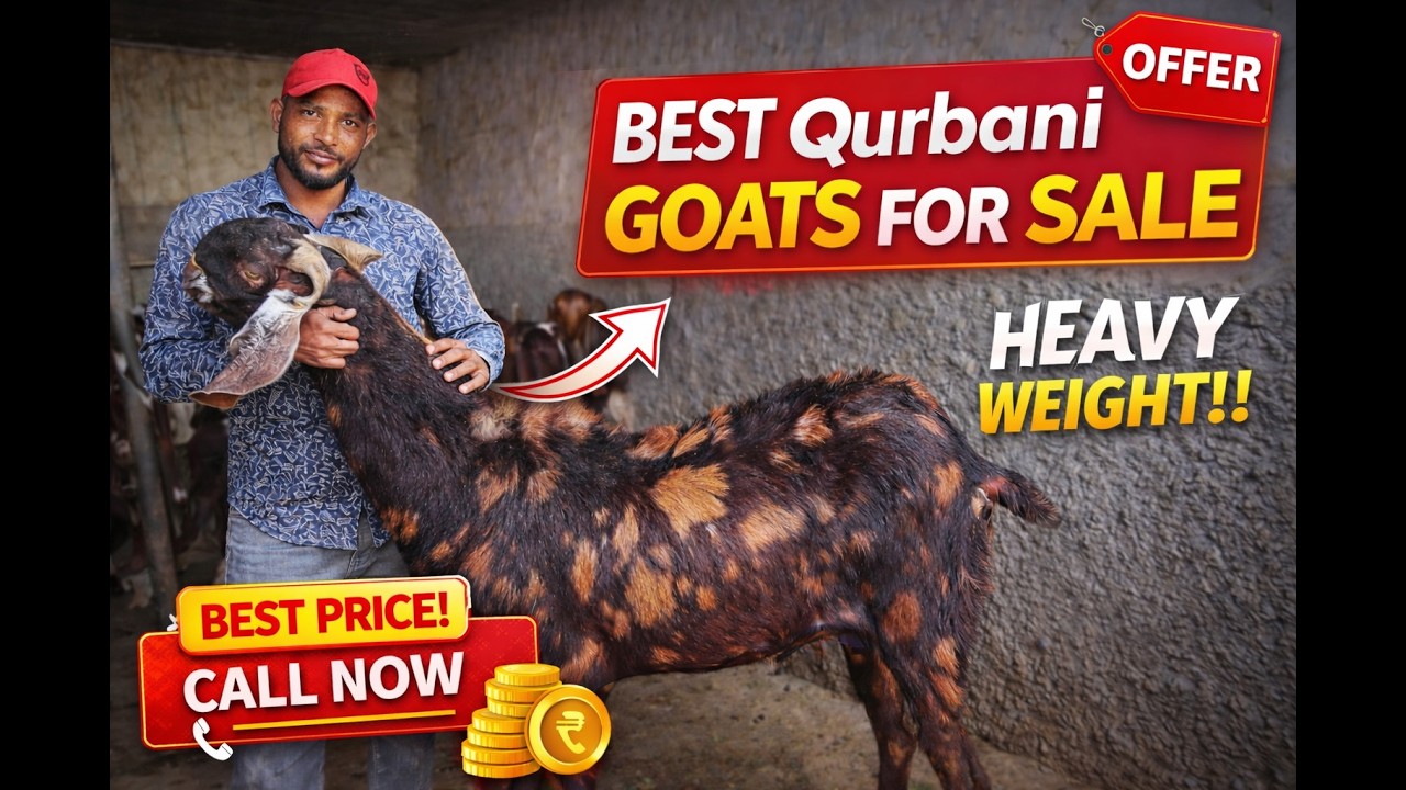 Qurbani Special Goat 😍 | Weight Aur Price Dekhkar Shock