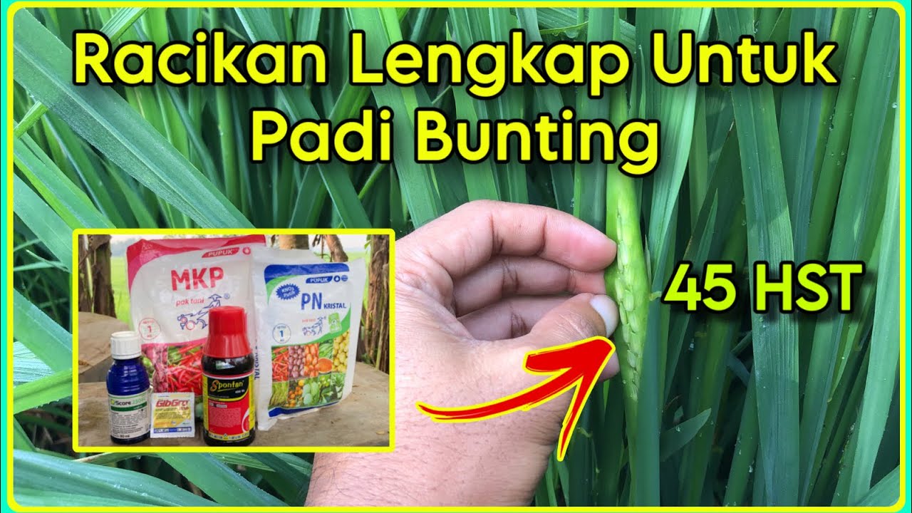Racikan Nutrisi Lengkap Untuk Padi Bunting | Pemyemprotan Padi Bunting Agar Malai Keluar Serempak