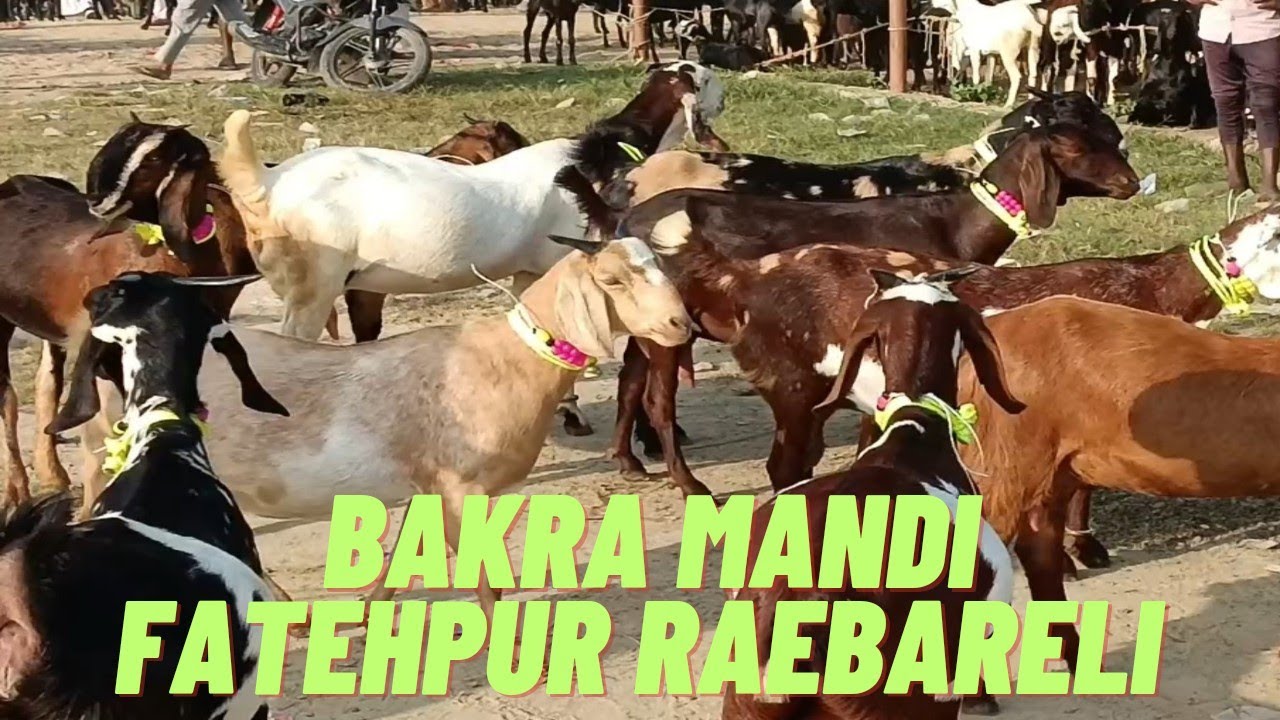 bkra Mandi phtepur up Raebareli