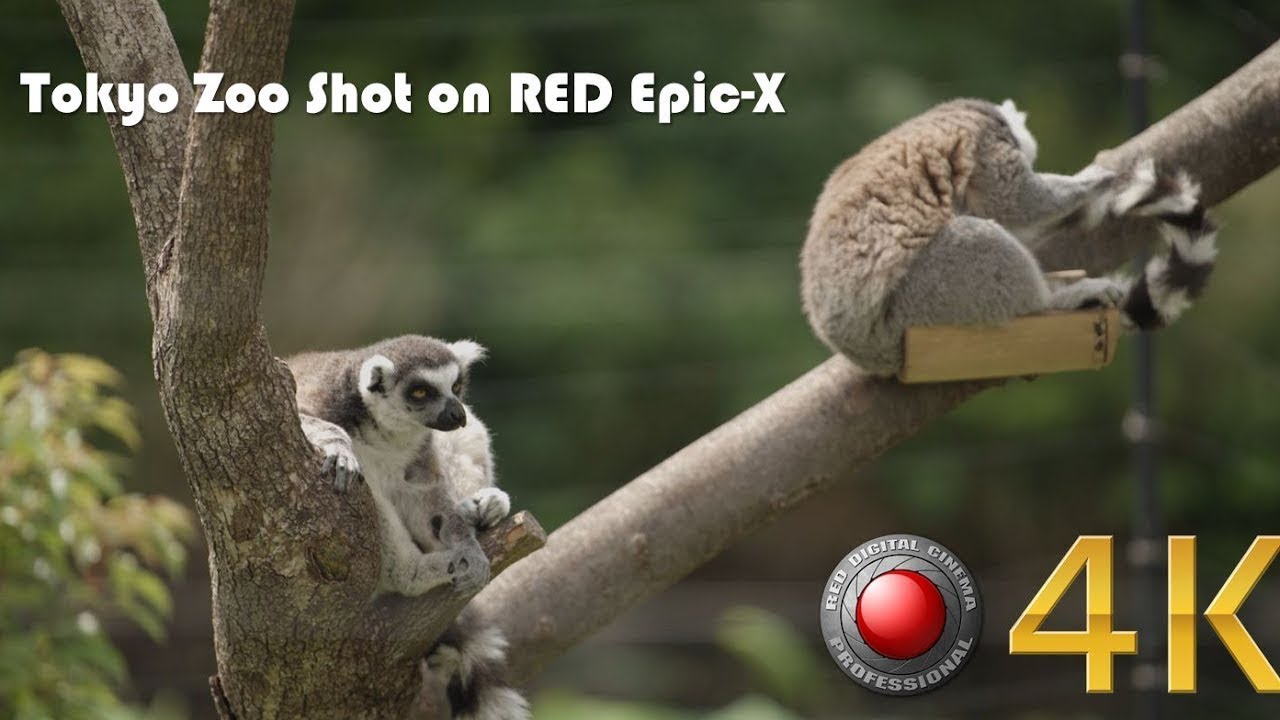 [Original] Tokyo Ueno Zoo Funny And Cute Animals. RED Cinema EPIC-X. [4K Ultra HD]