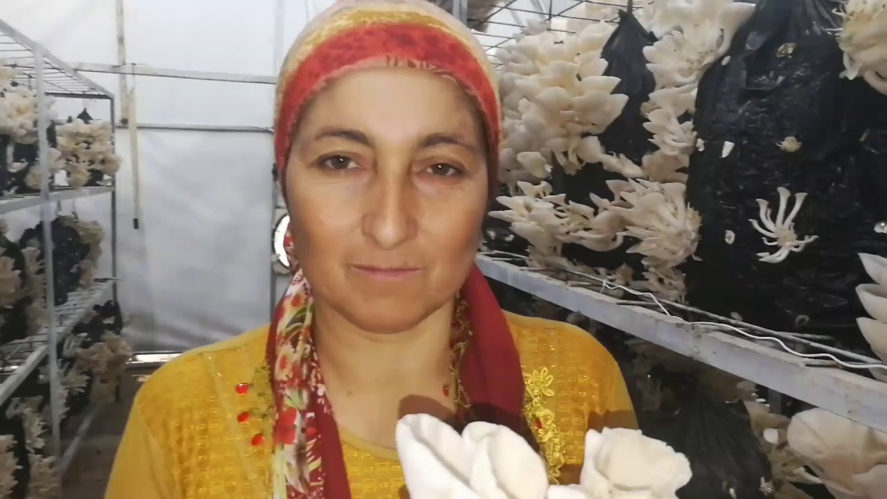 07 ANAMUR GENÇ ÇİFTÇİ İSTRİDYE MANTARI