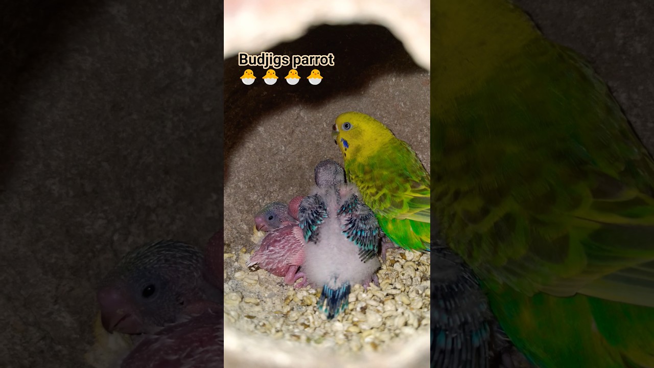 Budjigs parrot 🦜🐦 #budgiebreeding #shorts #video #birds #budgies