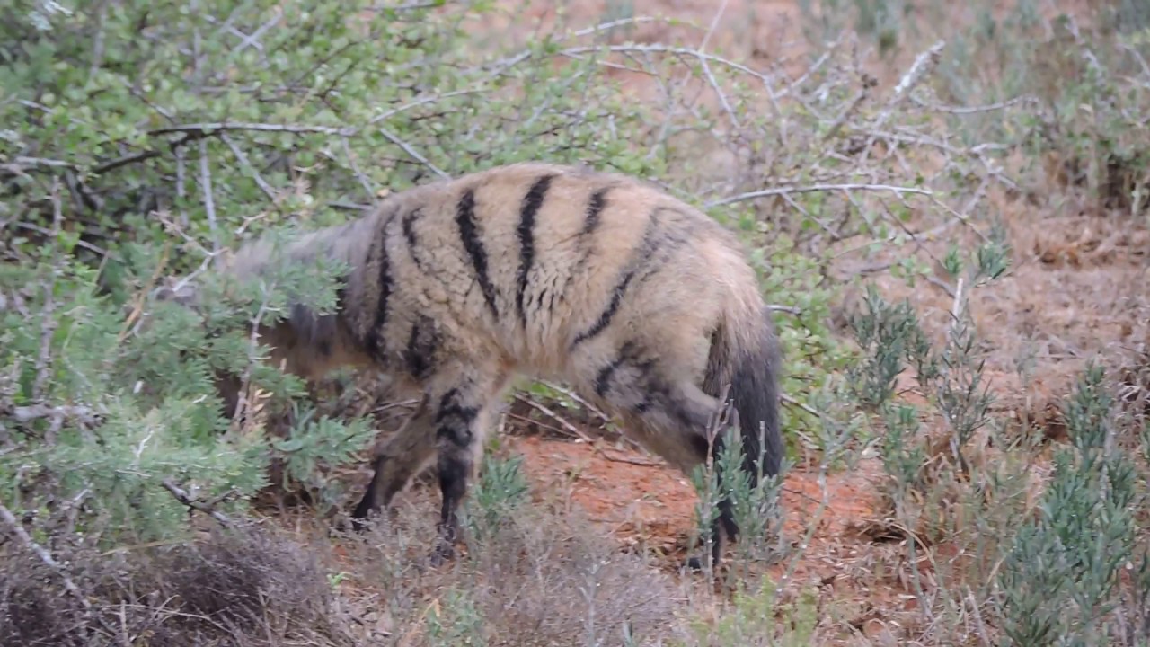 Aardwolf and Bat Eared Foxes feeding on Termites