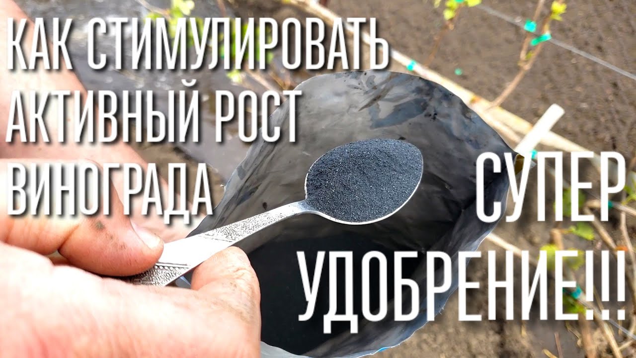 СРОЧНО !!! СДЕЛАЙТЕ ЭТО И ВАШ ВИНОГРАД БУДЕТ РАСТИ КАК НА ДРОЖЖАХ. ПЕРВЫЙ ПОЛИВ И УДОБРЕНИЕ !