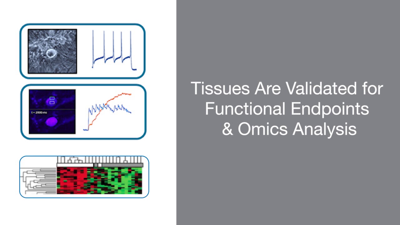 Discover the Difference: AnaBios' Adult Human Tissue & Cells