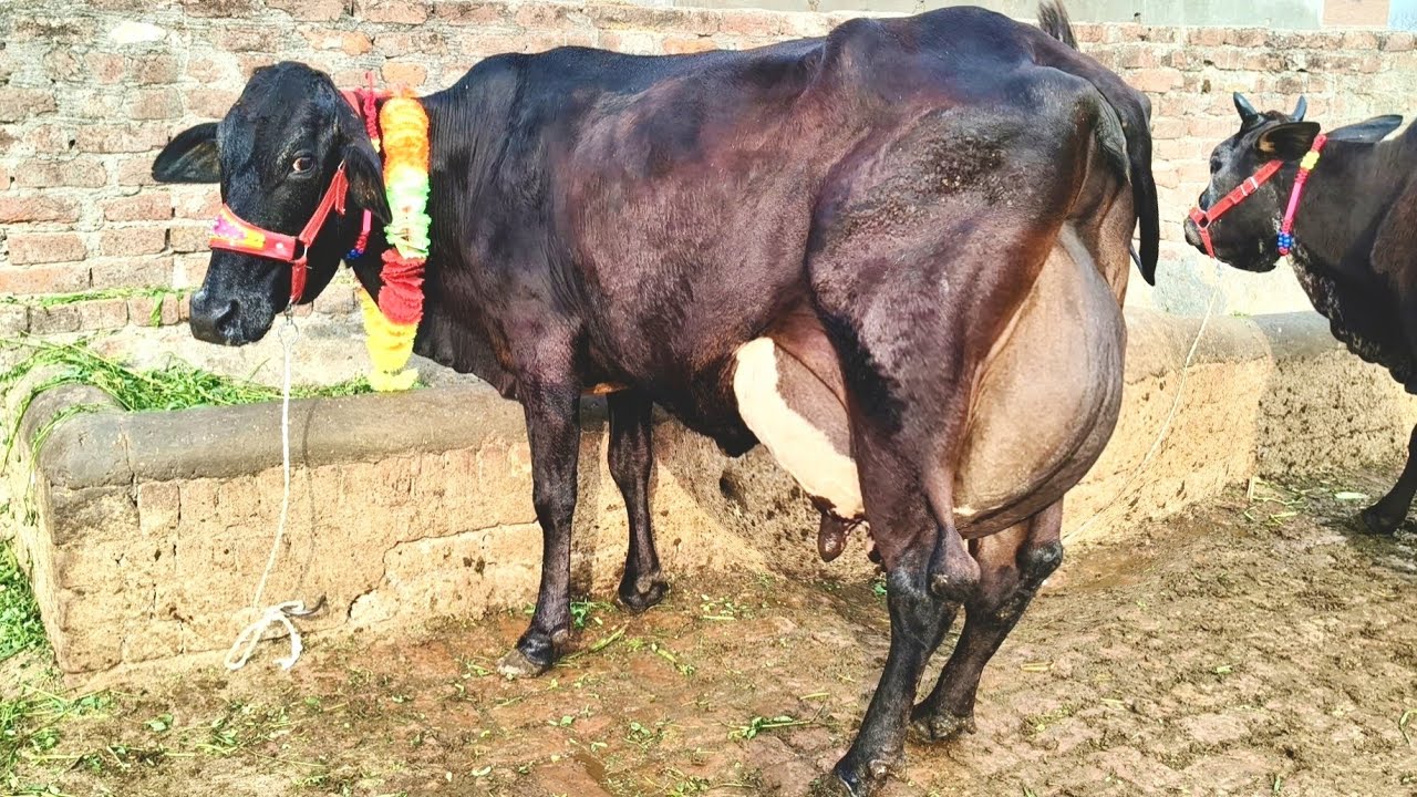 مدثر وڑائچ ساروکی4بلکل سجری سوئی گائیں2وچھے برائے فروخت21رمضان2026 apna surkyian channel 