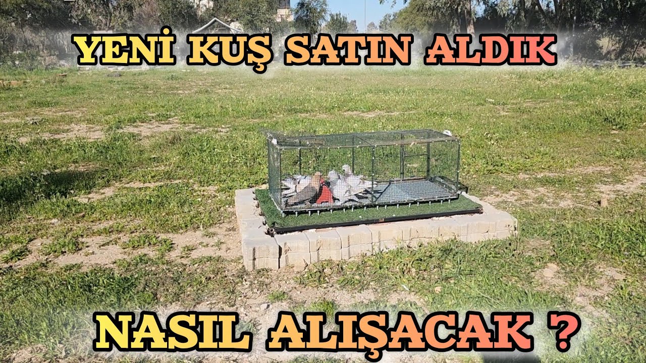 Kümes Yeni Kuşlar Yeni Allahım Nasıl Alışacak 