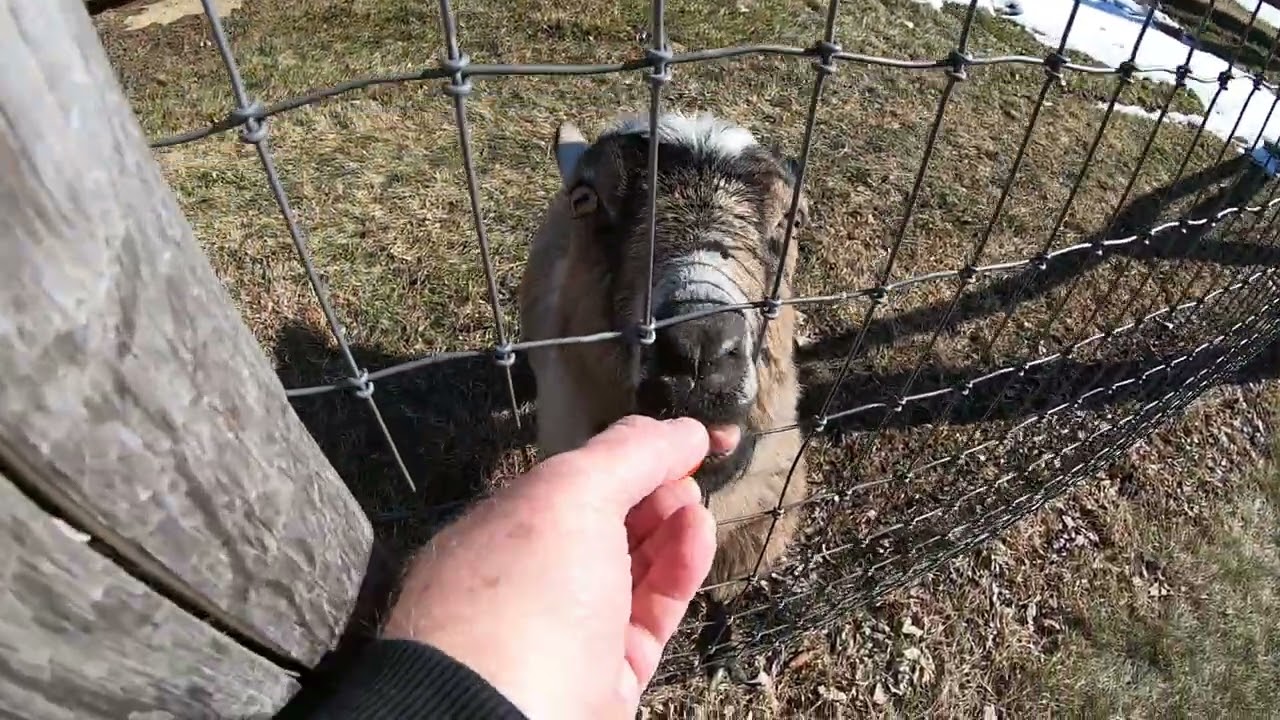 The Girls - 14 February, 2026