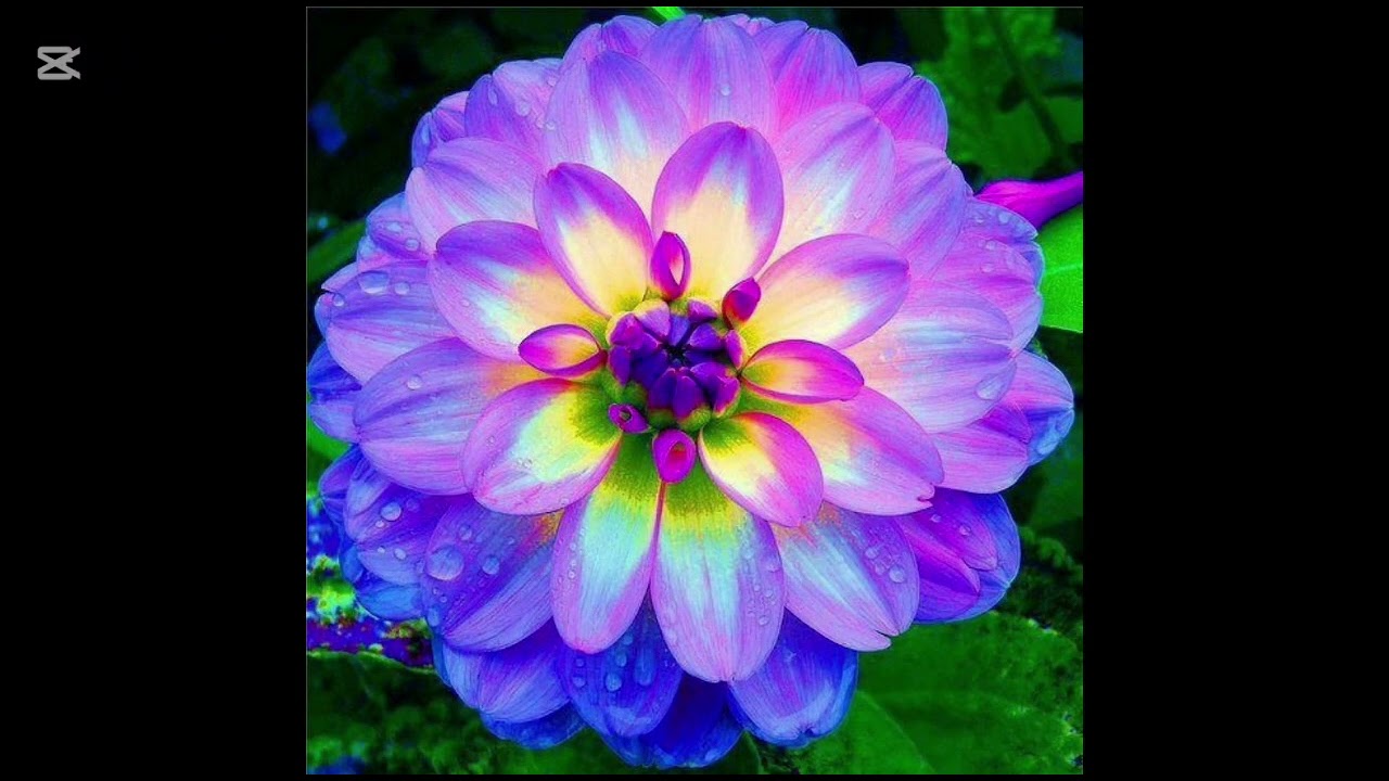 MAGICAL  GARDEN