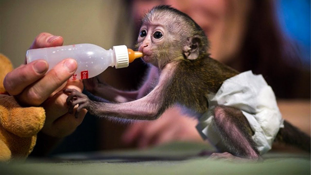 10 Cutest Newborn Baby Monkeys Ever