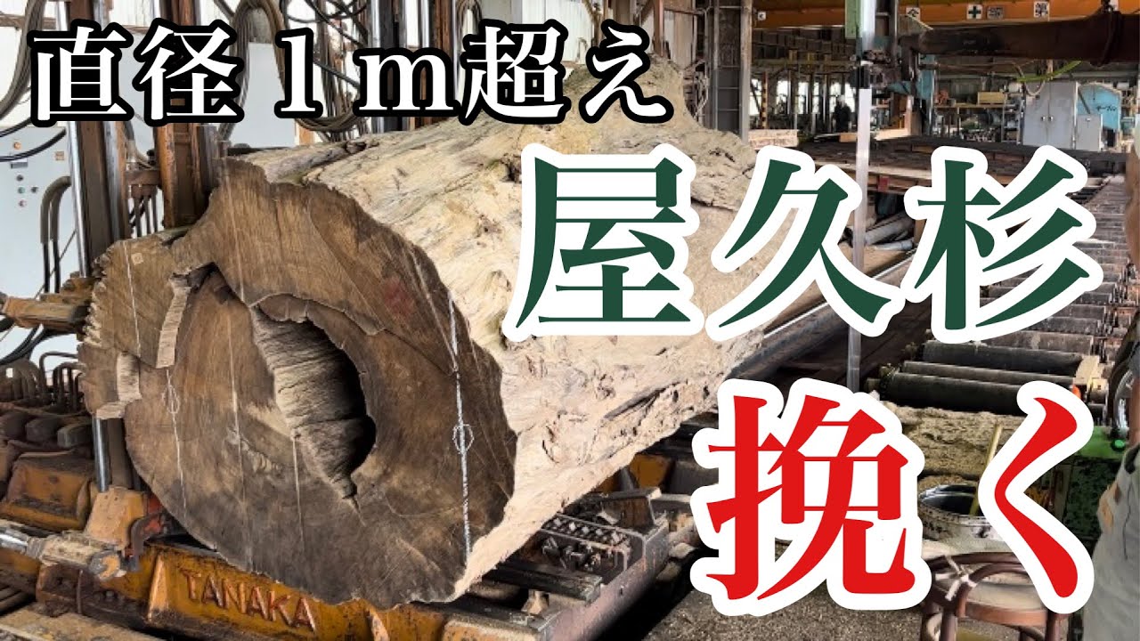 【屋久杉一枚板】こうやって原木を挽いている｜Yakusugi