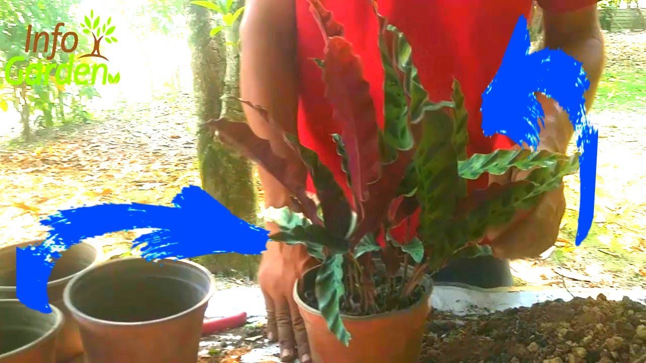 Como reproducir la planta Vriesea o  pluma de indio🌱 calathea lancifolia🌺