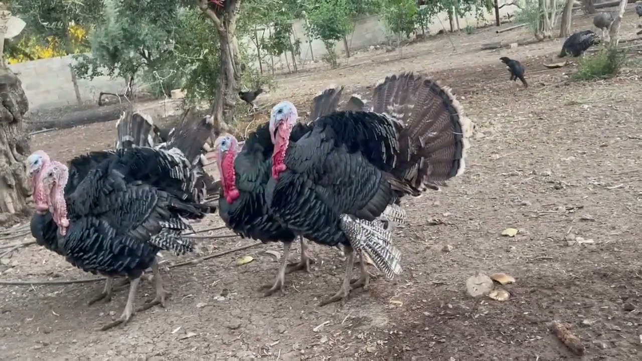 Köyde iş 1. Sezon