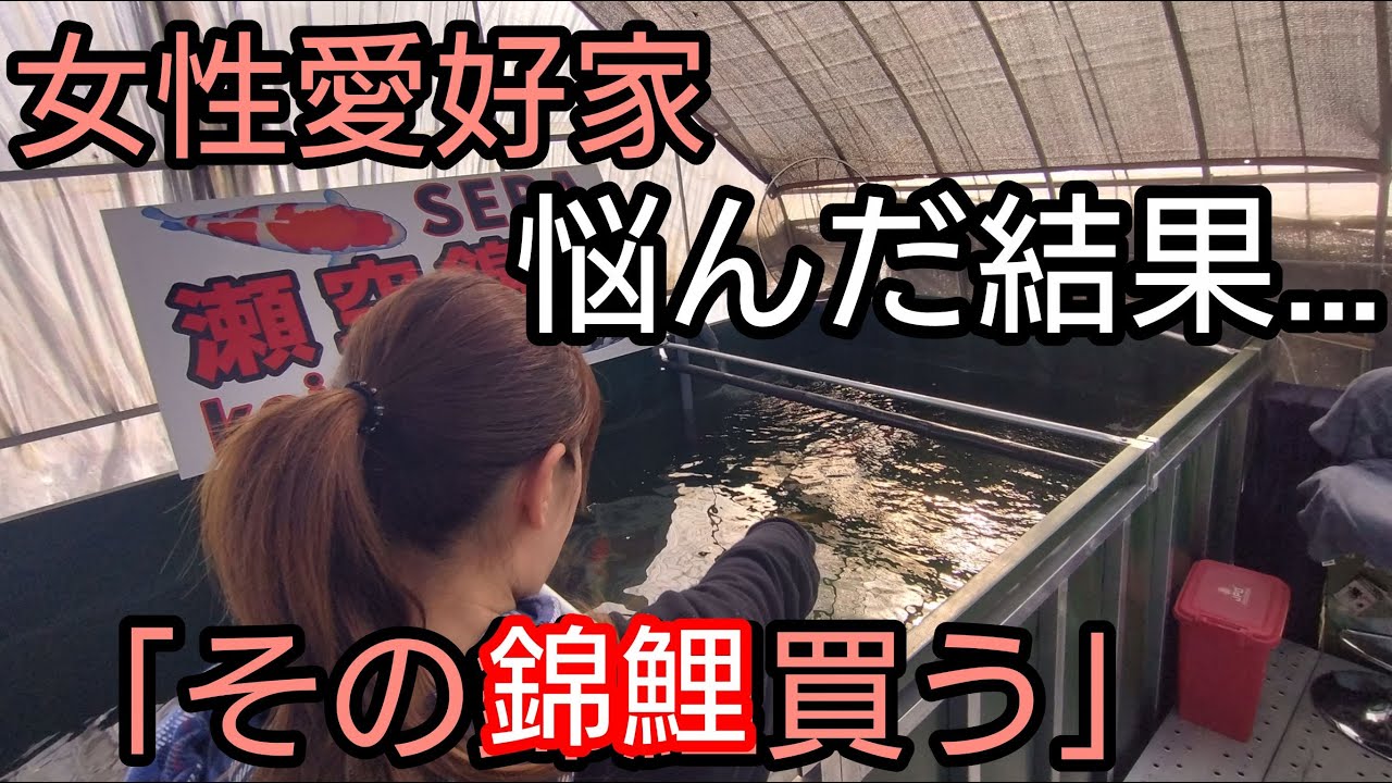 女性愛好家【錦鯉買います】買いすぎだろ、、、　#錦鯉 　#アクアリウム　# koi