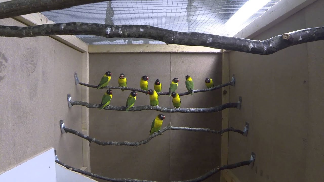 Mutation free Agapornis personatus wildcollor