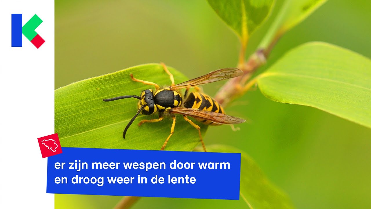 wat kan je doen tegen wespen?