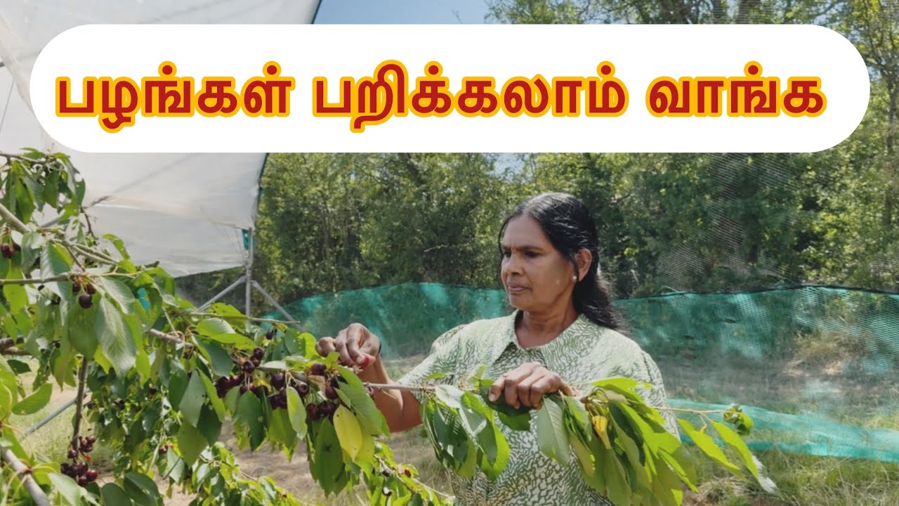 அம்மாவுடன் லண்டன் தோட்டத்தில் ஒரு நாள் | Pick Your Own Fruit | Cherry 🍒
