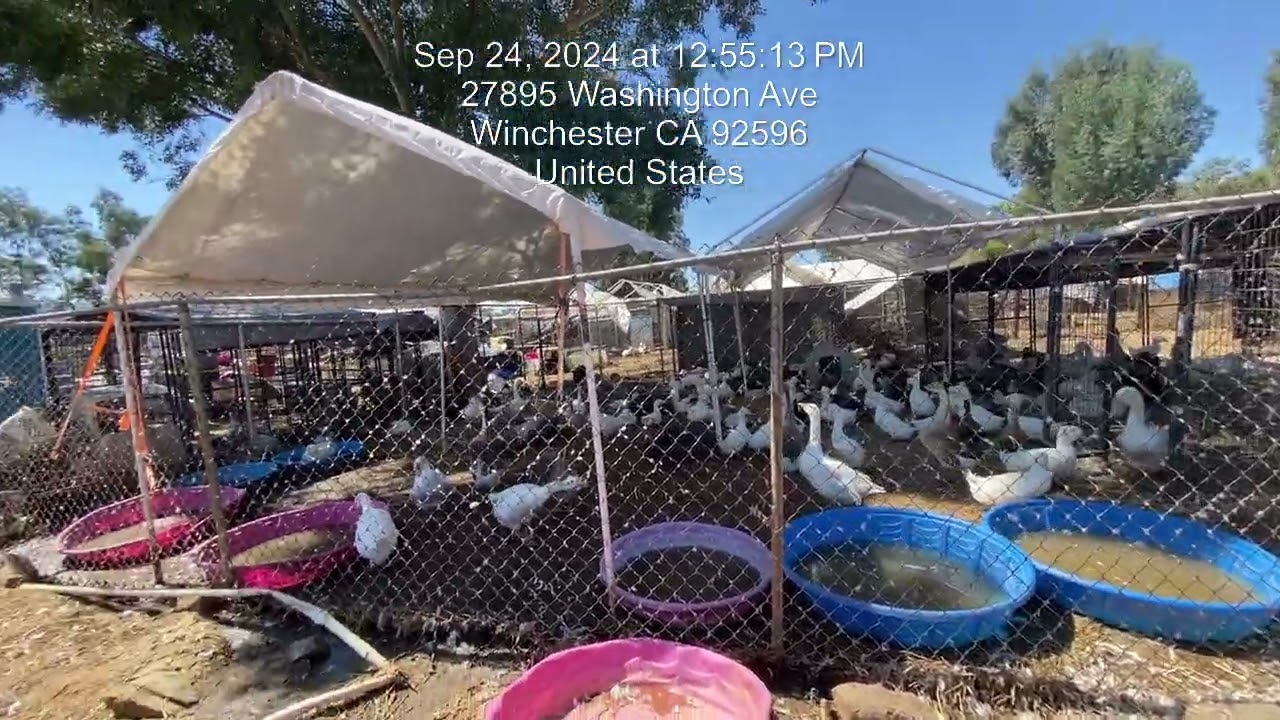 9 24 24 INITIAL INSPECTION 1 MOV Code Enforcement video