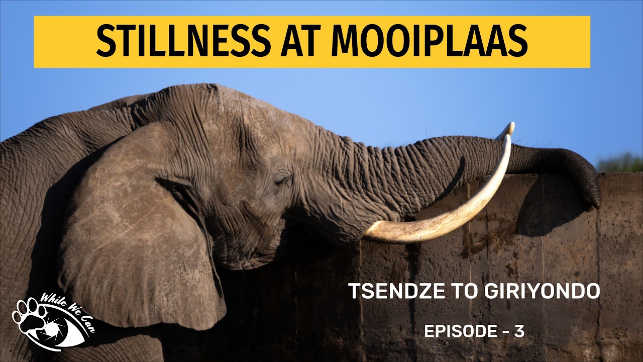 Kruger’s Gentle Giants (3) - The Road to Giriyondo (9)