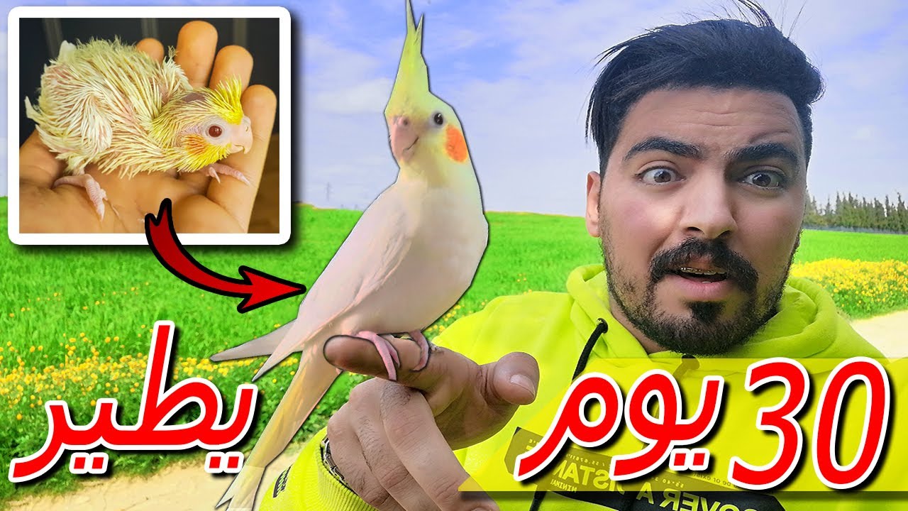 من العش 🐣 حتى الطيران في الشارع 🦅😍 | تصوير يوم ب يوم 😍🐣
