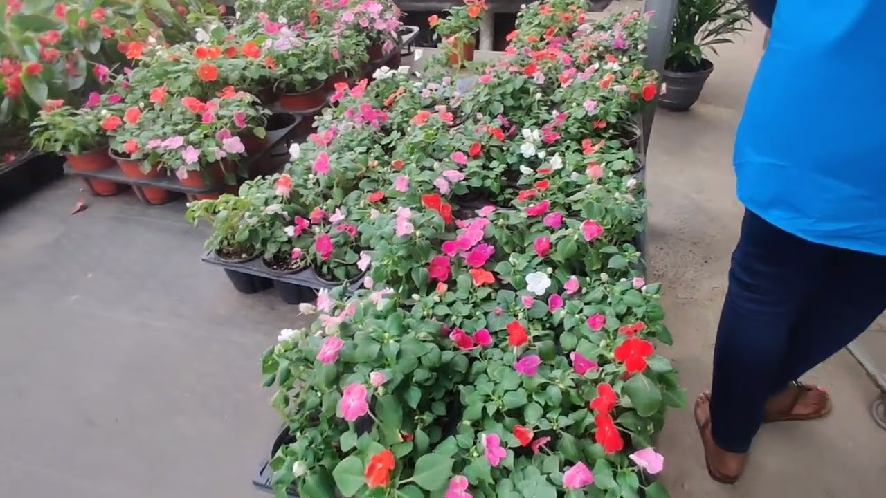 Checking out Evergrow garden center.