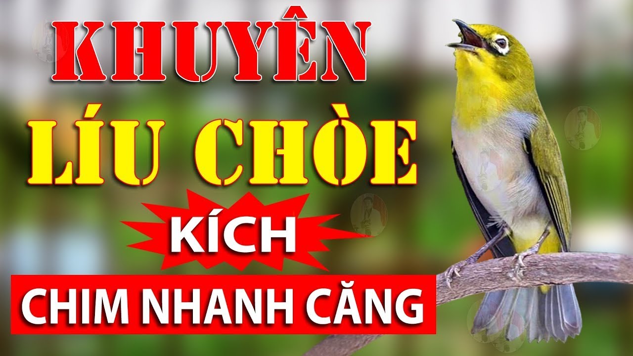 Khuyên Líu Chòe. SIÊU HAY | Luyện Giọng - Ép Giọng Khuyên Líu Choè Hiệu Quả 100% Cho Vành Khuyên Non