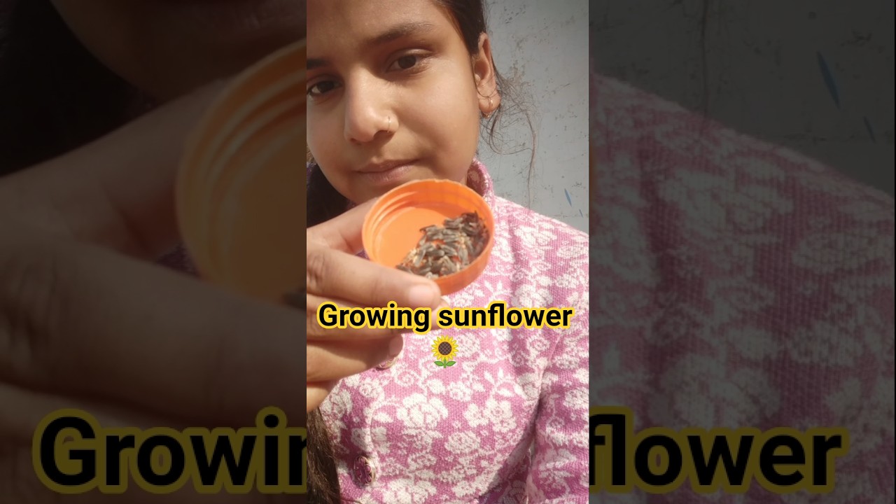 8/30 gardening minivlog🌱 growing sunflower🌻