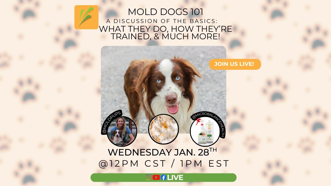 Mold Dogs 101: A Discussion of the Basics 📱