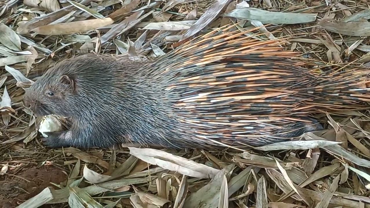 1.A porcupine is eating flesh of tuber.# porcupine#wild animal#