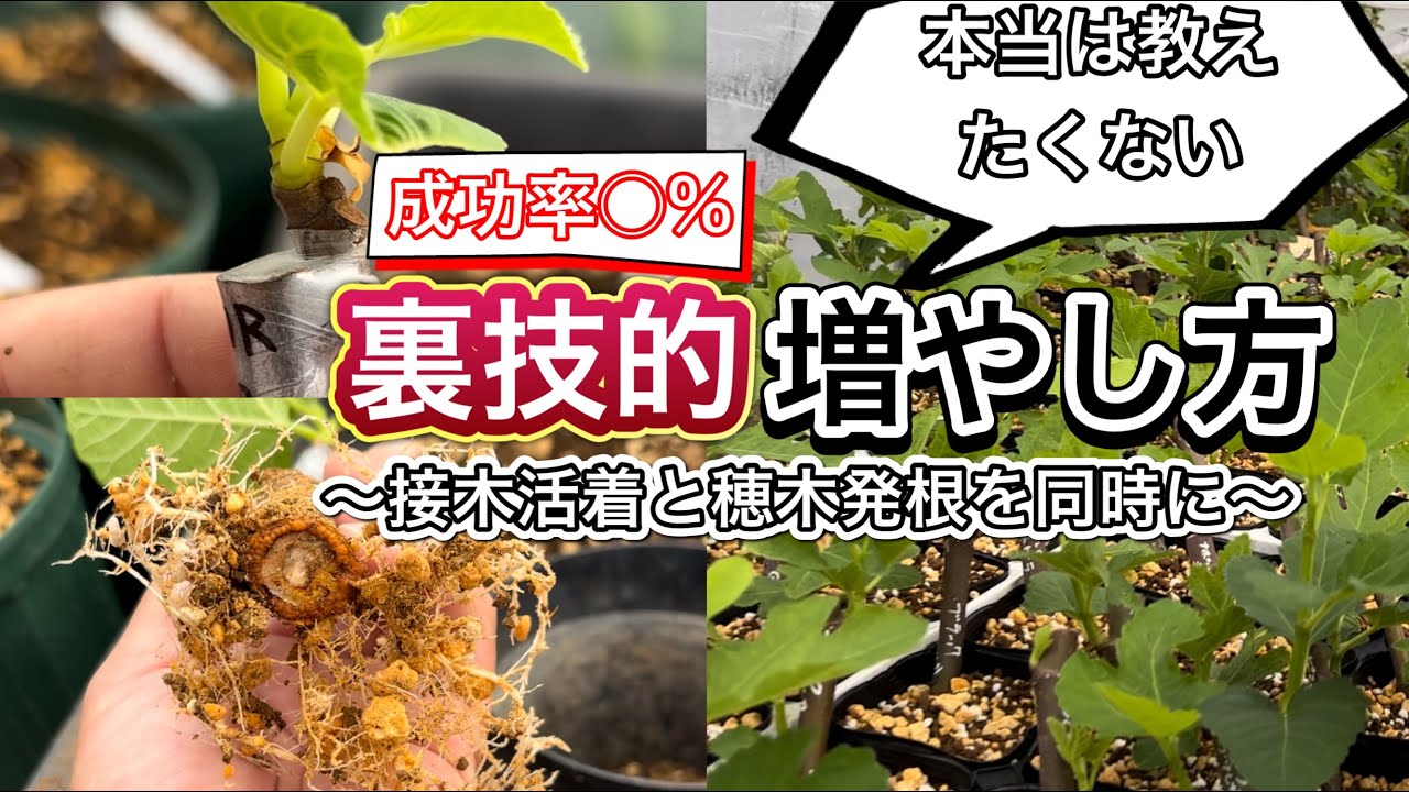 【裏技的増やし方】イチジクは接木と挿し木を同時にしても高い成功率で活着・発根します。レア品種の穂木を効率良く増殖する方法を解説！