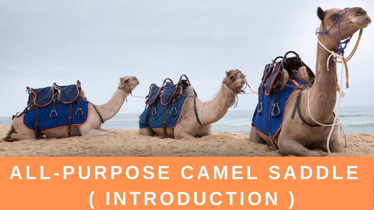 All Purpose Camel Saddle - An Introduction