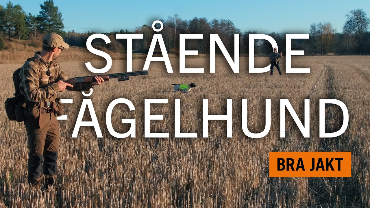 JAKT MED STÅENDE FÅGELHUND | BRA JAKT
