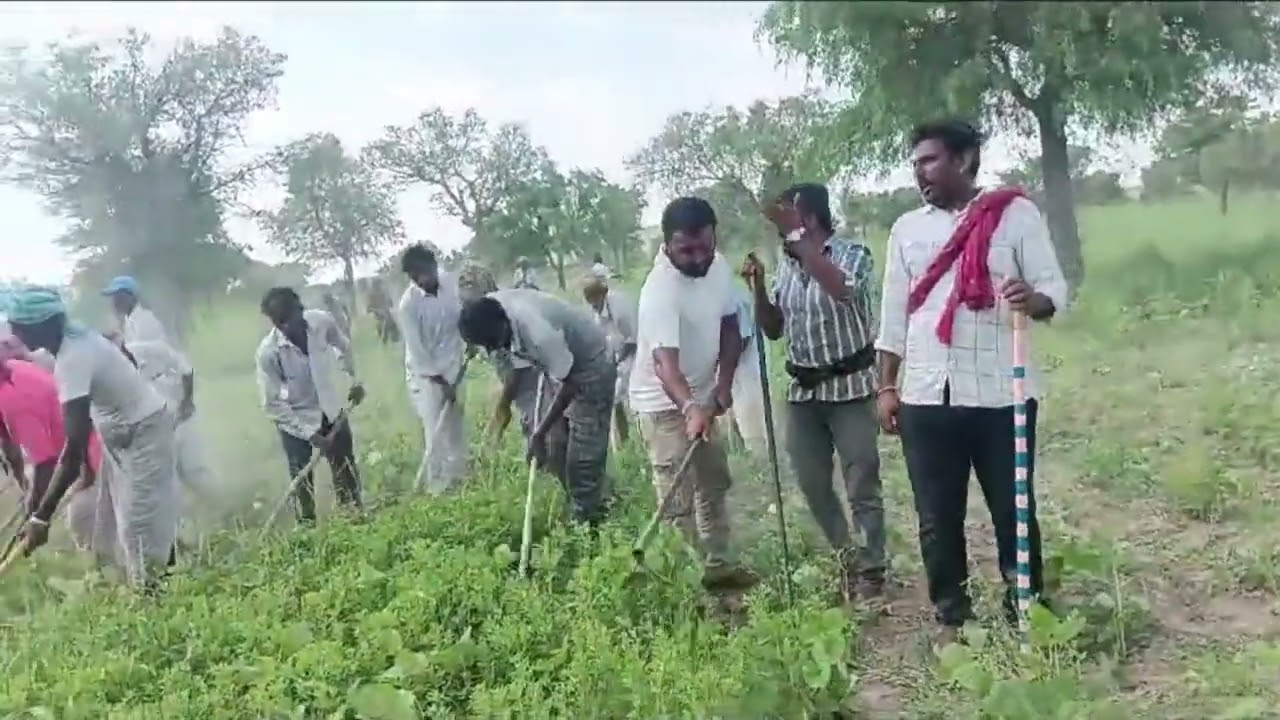 हमरचो पहली बार पूरा #youtube पर।।।। प्रेमसिंह HKT .खेत में निदान के समय ।।।