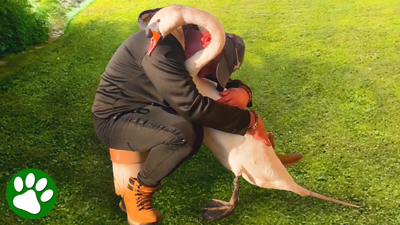 Jealous swan won’t let anyone else near his rescuer