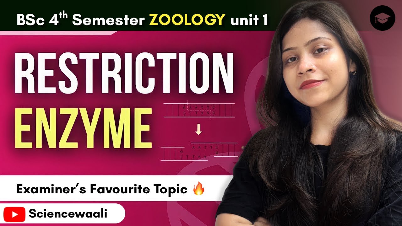 Restriction enzyme||Endonucleases & Exonucleases||Gene manipulation Bsc 2nd Year 4th semester