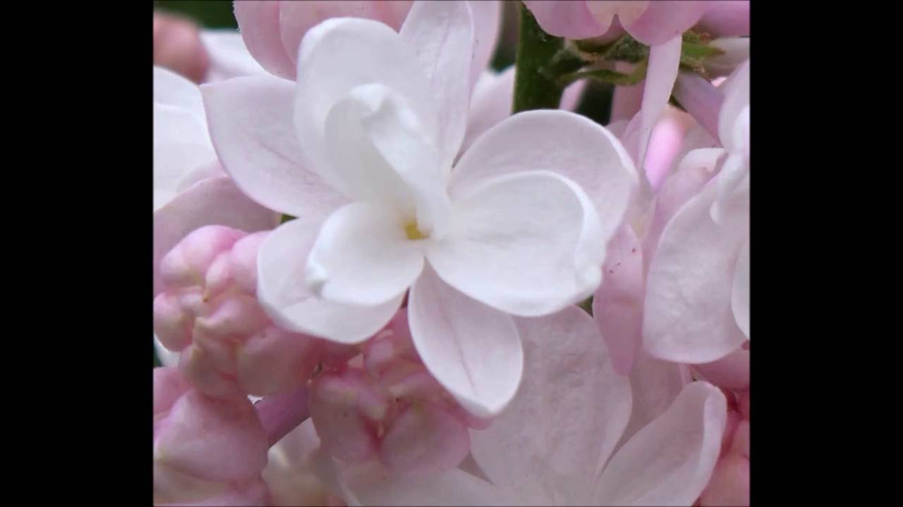 Мастер класс Кудрявая сирень из холодного фарфора от Лены