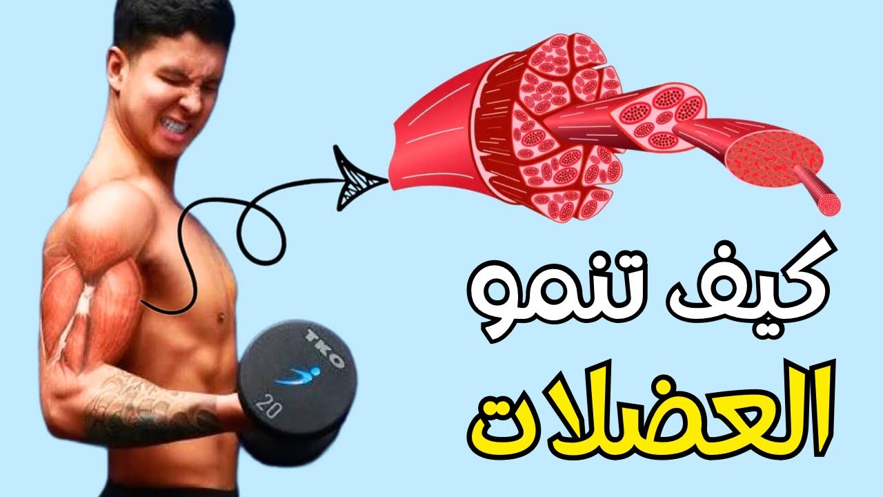 شاهد كيف تنمو العضلات | وكيف يحدث الاستشفاء العضلي(رحلة داخل الألياف العضلية)Muscle Fibers Explained