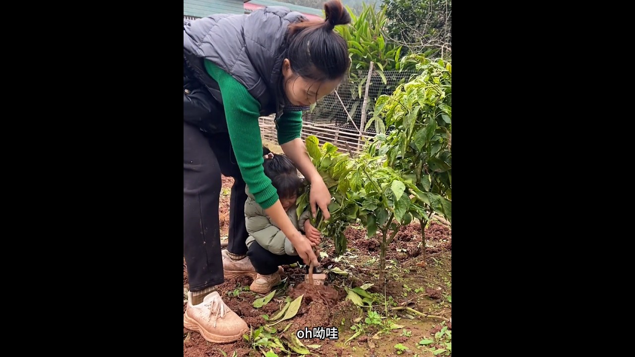 奶奶喜欢种庄稼，但是我喜欢种菜，今天下午又收拾了一块土出来，现在好像也没有合适的菜可以种了#我的农村生活#新农人计划2025 #vlog十亿流量扶持计划 #单亲妈妈