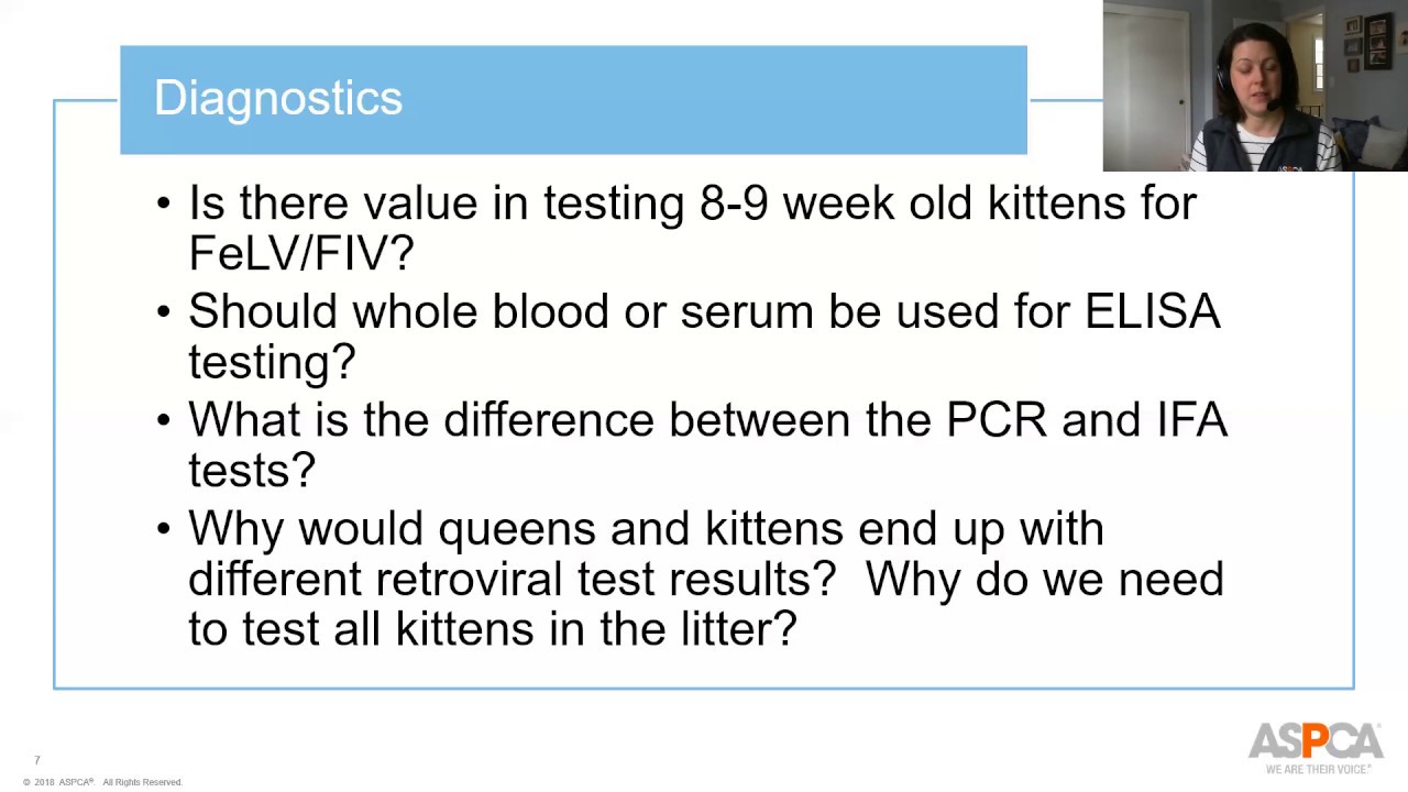 Who Should I Be Testing? Untangling the Mystery of FeLV and FIV in Shelter Cats - FAQ