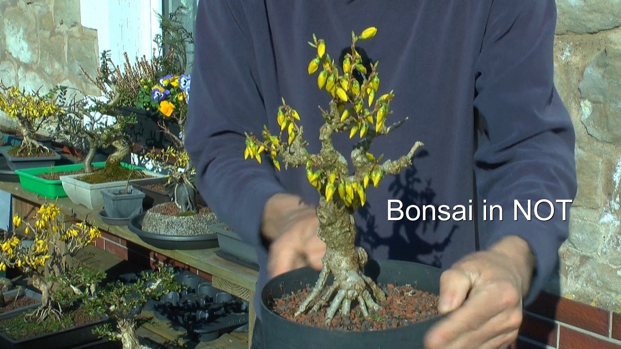 Bonsai zum Teil abgestorben und was machen wir jetzt? Forsythie als Bonsai
